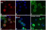 Human IgG (H+L) Cross-Adsorbed Secondary Antibody