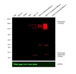 Human IgG (H+L) Cross-Adsorbed Secondary Antibody in Western Blot (WB)