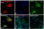 Human IgG (H+L) Cross-Adsorbed Secondary Antibody in Immunocytochemistry (ICC/IF)