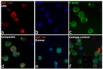 Human IgG (H+L) Cross-Adsorbed Secondary Antibody in Immunocytochemistry (ICC/IF)