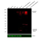 Human IgG (H+L) Cross-Adsorbed Secondary Antibody