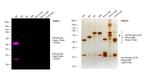 Human IgG (H+L) Cross-Adsorbed Secondary Antibody in Western Blot (WB)