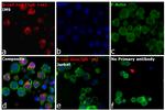 Human IgG Fc Cross-Adsorbed Secondary Antibody in Immunocytochemistry (ICC/IF)