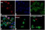 Human IgG Fc Cross-Adsorbed Secondary Antibody in Immunocytochemistry (ICC/IF)