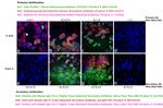 Human IgG Fc Cross-Adsorbed Secondary Antibody