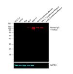 Human IgG Fc Cross-Adsorbed Secondary Antibody in Western Blot (WB)