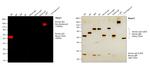 Human IgG Fc Cross-Adsorbed Secondary Antibody in Western Blot (WB)