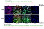 Human IgG Fc Cross-Adsorbed Secondary Antibody