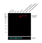 Human IgG Fc Cross-Adsorbed Secondary Antibody in Western Blot (WB)