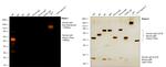 Human IgG Fc Cross-Adsorbed Secondary Antibody in Western Blot (WB)