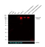 Human IgG Fc Cross-Adsorbed Secondary Antibody in Western Blot (WB)