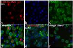 Human IgG Fc Cross-Adsorbed Secondary Antibody in Immunocytochemistry (ICC/IF)