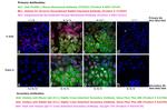 Human IgG Fc Cross-Adsorbed Secondary Antibody