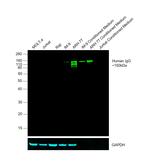 Human IgG Fc Cross-Adsorbed Secondary Antibody in Western Blot (WB)