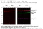 Human IgG Fc Cross-Adsorbed Secondary Antibody in Western Blot (WB)