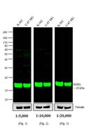 Mouse IgG (H+L) Cross-Adsorbed Secondary Antibody in Western Blot (WB)