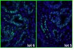 Mouse IgG (H+L) Cross-Adsorbed Secondary Antibody in Immunohistochemistry (Paraffin) (IHC (P))