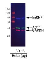 Mouse IgG (H+L) Cross-Adsorbed Secondary Antibody in Western Blot (WB)