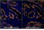 Mouse IgG (H+L) Cross-Adsorbed Secondary Antibody in Immunohistochemistry (Paraffin) (IHC (P))
