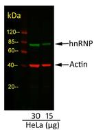 Mouse IgG (H+L) Cross-Adsorbed Secondary Antibody in Western Blot (WB)