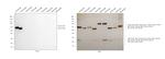 Human IgA1 Secondary Antibody