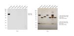 Human IgE Secondary Antibody in Western Blot (WB)