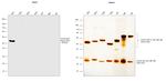 Human IgG1 Secondary Antibody in Western Blot (WB)