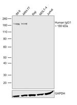 Human IgG1 Secondary Antibody in Western Blot (WB)