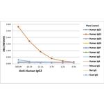 Human IgG2 Secondary Antibody in ELISA (ELISA)