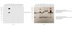 Human IgG3 Secondary Antibody in Western Blot (WB)