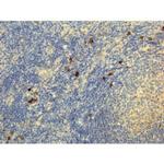 Human IgG4 Secondary Antibody in Immunohistochemistry (IHC)