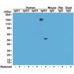 Human IgG4 Secondary Antibody in Western Blot (WB)