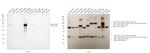 Human IgG4 Secondary Antibody in Western Blot (WB)