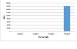 Human IgG4 Fc Secondary Antibody in ELISA (ELISA)