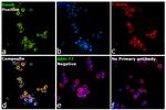 Human IgM Secondary Antibody in Immunocytochemistry (ICC/IF)