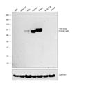 Human IgM Secondary Antibody in Western Blot (WB)