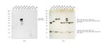 Human IgM Secondary Antibody in Western Blot (WB)