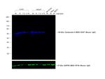 Mouse IgG Fc Secondary Antibody in Western Blot (WB)