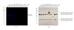 Mouse IgG Fc Secondary Antibody in Western Blot (WB)