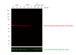 Mouse IgG (H+L) Secondary Antibody in Western Blot (WB)