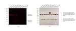 Mouse IgG (H+L) Secondary Antibody in Western Blot (WB)