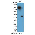 Mouse IgG1 Secondary Antibody in Western Blot (WB)