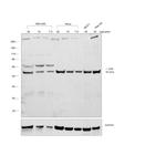 Mouse IgA Secondary Antibody in Western Blot (WB)