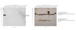 Mouse IgA Secondary Antibody in Western Blot (WB)