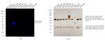 Mouse IgG2a Secondary Antibody in Western Blot (WB)