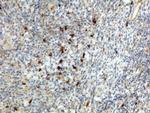 Human IgA1/IgA2 Secondary Antibody in Immunohistochemistry (IHC)