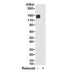 Rabbit IgG Fab Secondary Antibody in Western Blot (WB)