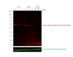 Mouse IgG Fab Secondary Antibody in Western Blot (WB)