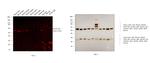 Mouse IgG Fab Secondary Antibody in Western Blot (WB)