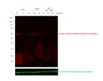 Mouse IgG Fc Secondary Antibody in Western Blot (WB)